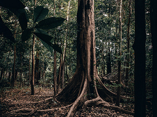 Inddigo renouvelle son soutien à Reforest'Action